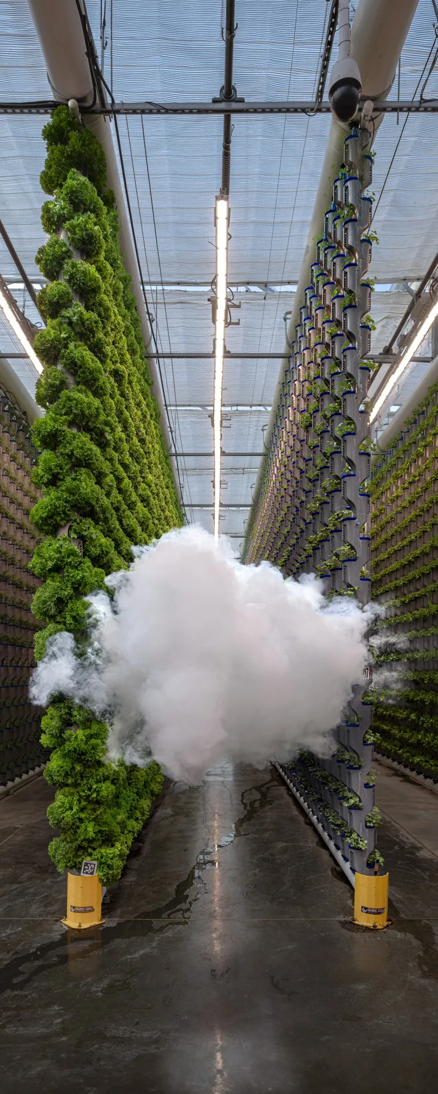 An image of a cloud around plants 